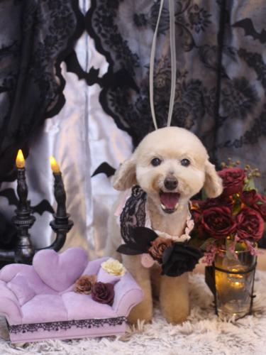 20231005あくびちゃん